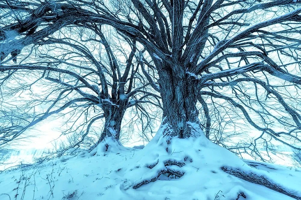 Tapeta dotyk stromov s prichádzajúcou zimou
