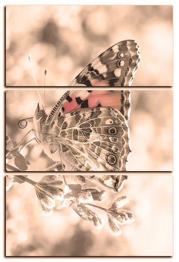 Obraz na plátne - Motýľ na levandule - obdĺžnik 7221FB (105x70 cm)