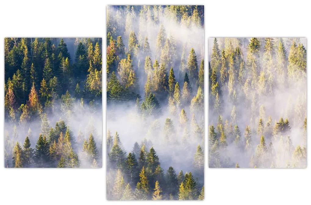 Obraz stromov v hmle (90x60 cm)