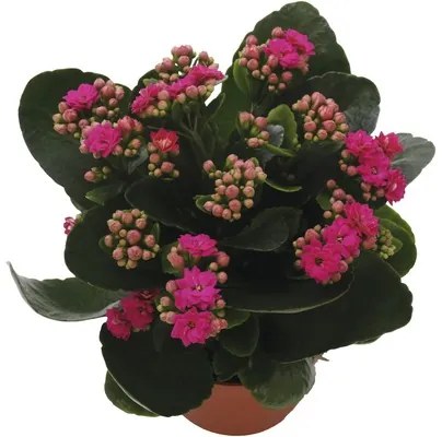 Kolopejka vďačná FloraSelf Kalanchoe 'Calandiva' 20-25 cm v kvetináči Ø 12 cm purpurová