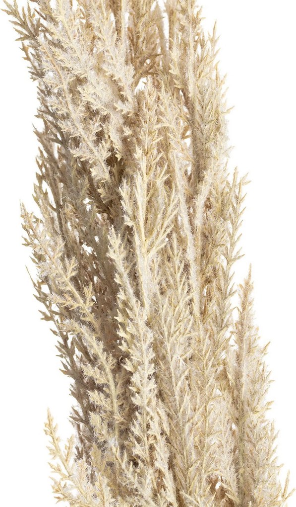 Vetvička trávy pampas 90cm cream