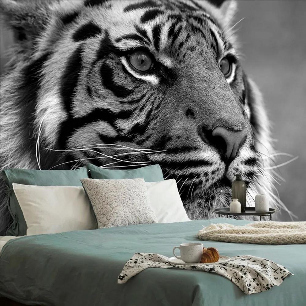 Samolepiaca fototapeta bengálsky čiernobiely tiger - 375x250