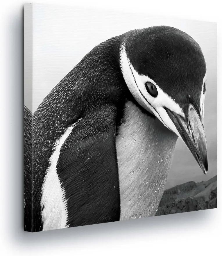 GLIX Obraz na plátne - Black and white Penguin 80x80 cm