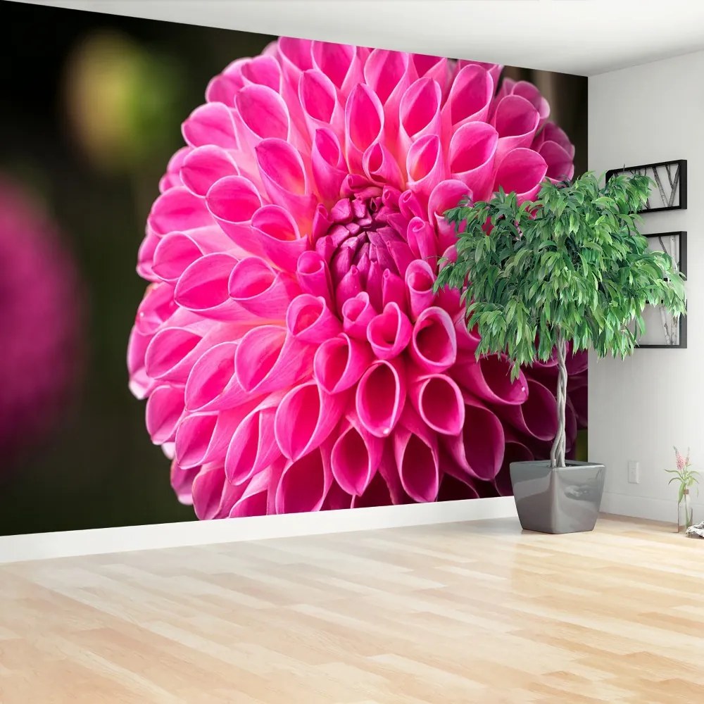 Fototapeta Vliesová Dahlia pink 312x219 cm