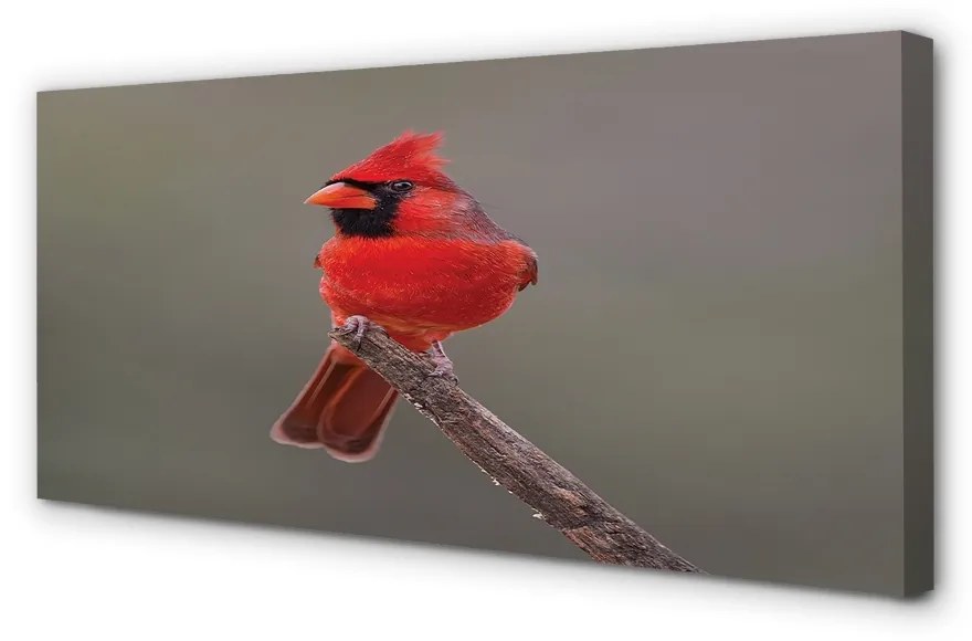 Obraz na plátne Red papagáj na vetve 120x60 cm