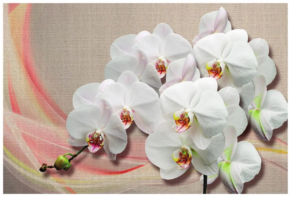 Tapeta biela orchidea na plátne