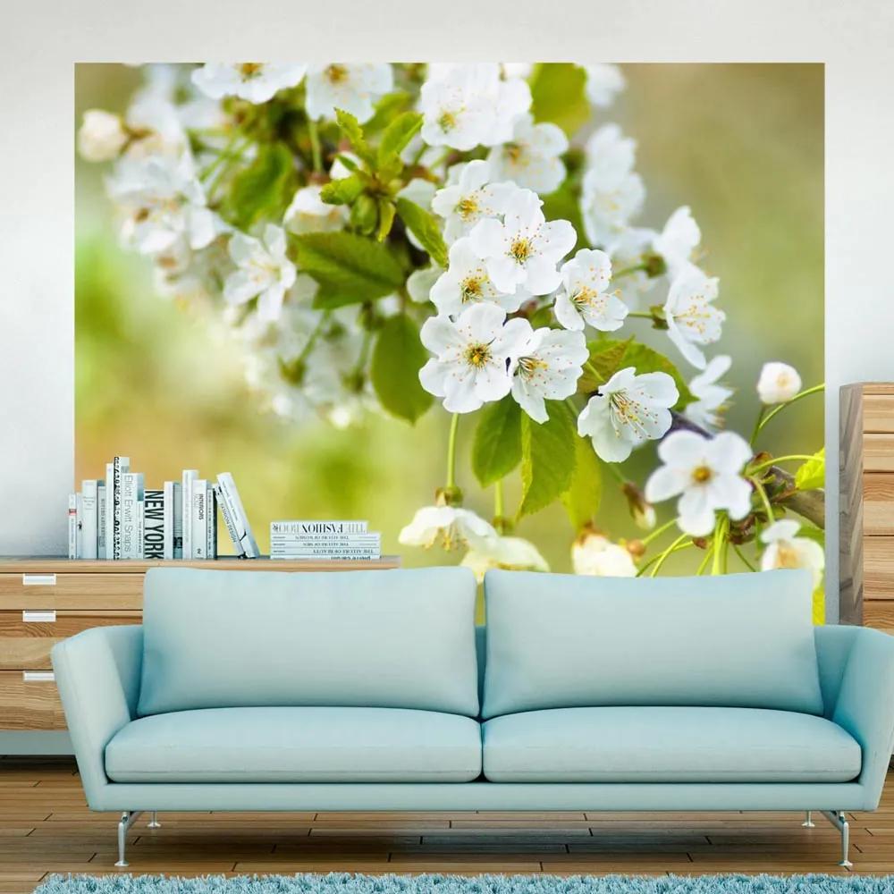 Fototapeta Bimago - Beautiful delicate cherry blossoms + lepidlo zadarmo 200x154 cm