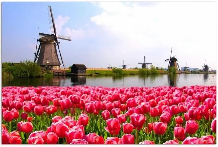 Obraz CARO - Windmills And Tulips 40x30 cm