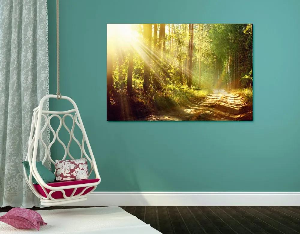 Obraz slnečné lúče v lese Varianta: 120x80