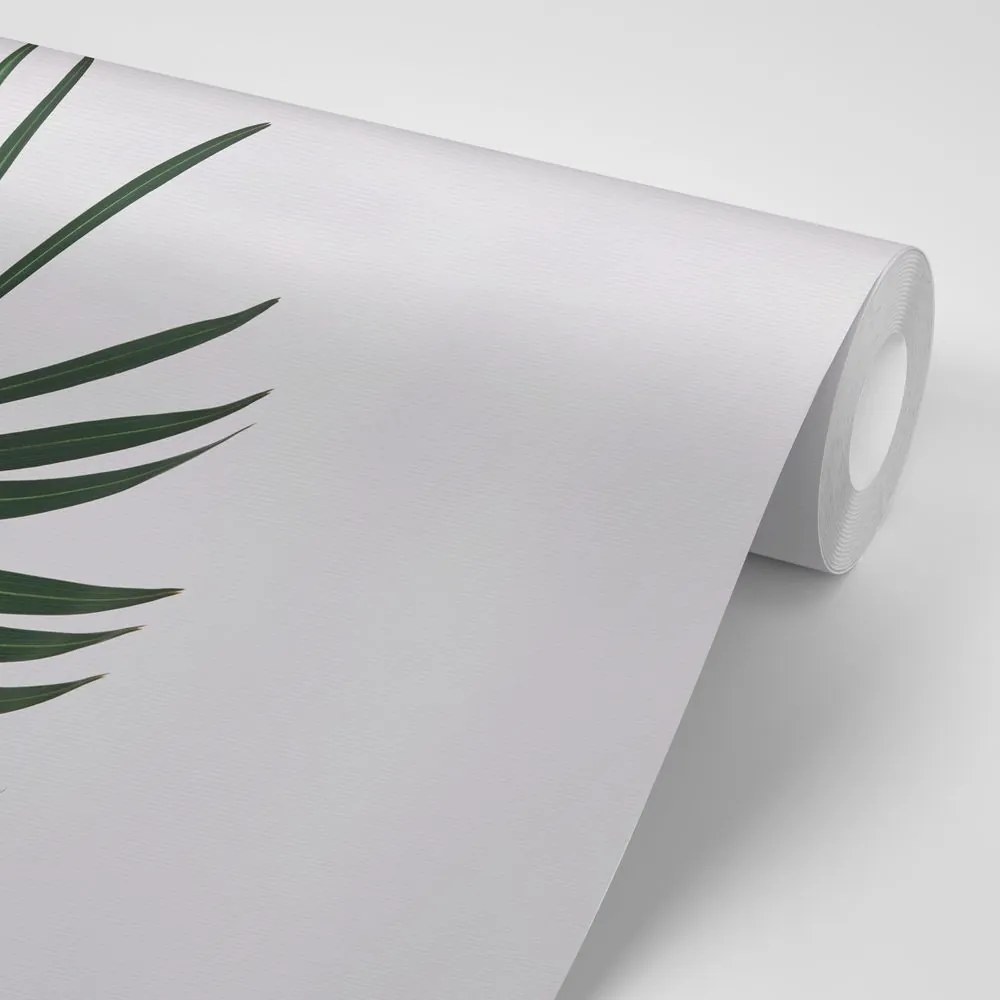 Samolepiaca fototapeta nádherný palmový list - 150x100