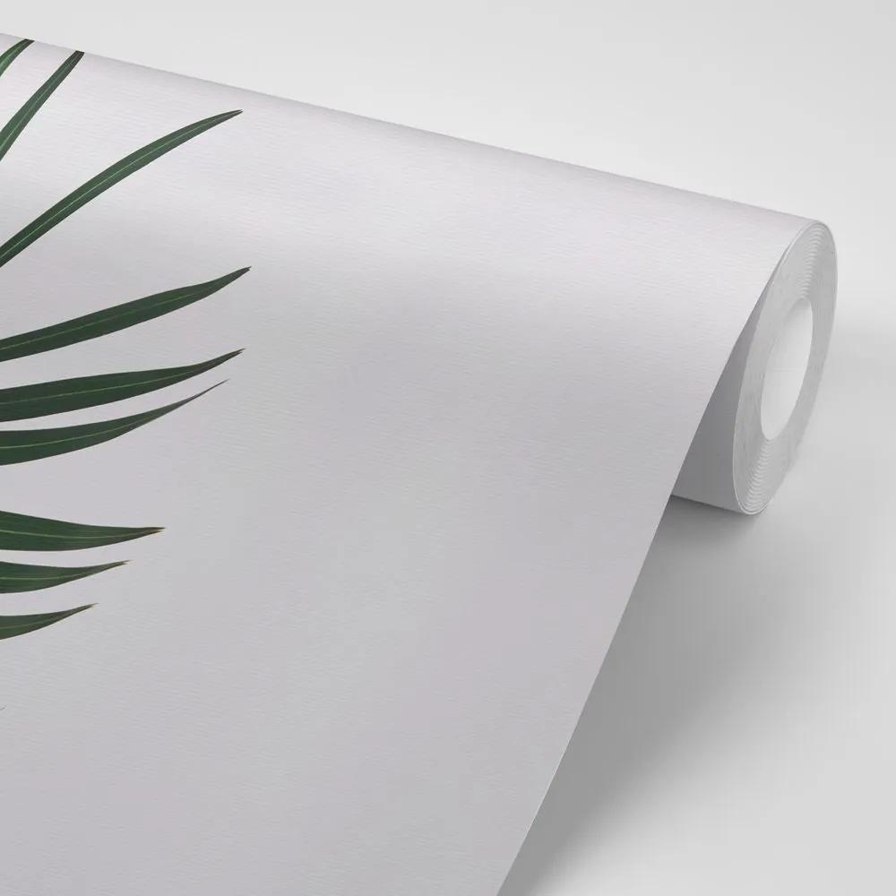 Samolepiaca fototapeta nádherný palmový list - 450x300
