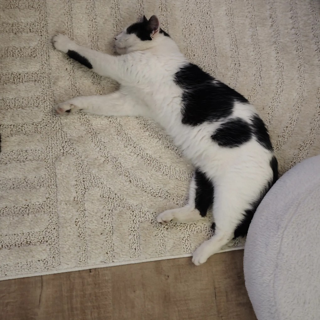 Ayyildiz, Kusový koberec Art 1121 Cream, 160x230, béžová, obývacia izba