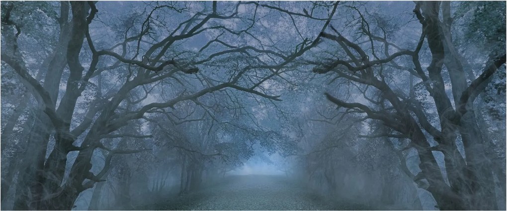 Obraz lesa v hmle (120x50 cm)