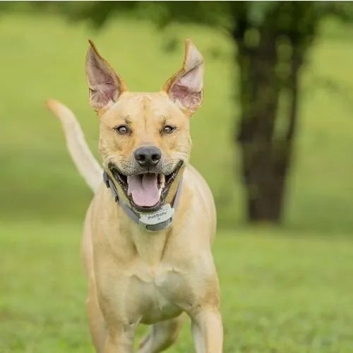 PetSafe® Extra obojok pre elektrický ohradníkClassic