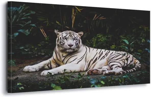 GLIX Obraz na plátne - White Tiger 60x40 cm