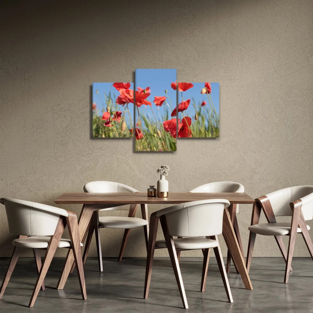 Obraz - Vlčie maky (90x60 cm)