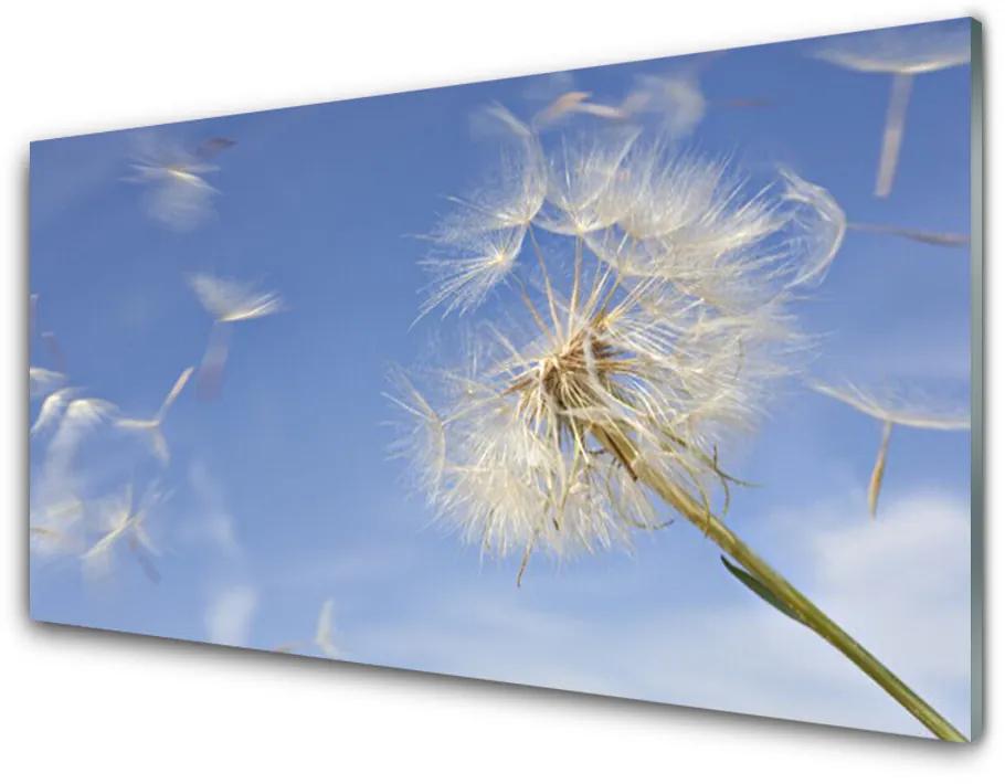 Obraz na akrylátovom skle Púpava rastlina 100x50 cm