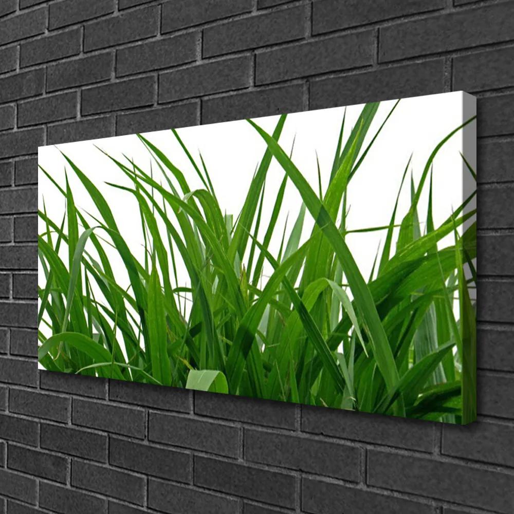 Obraz Canvas Tráva rastlina príroda 140x70 cm