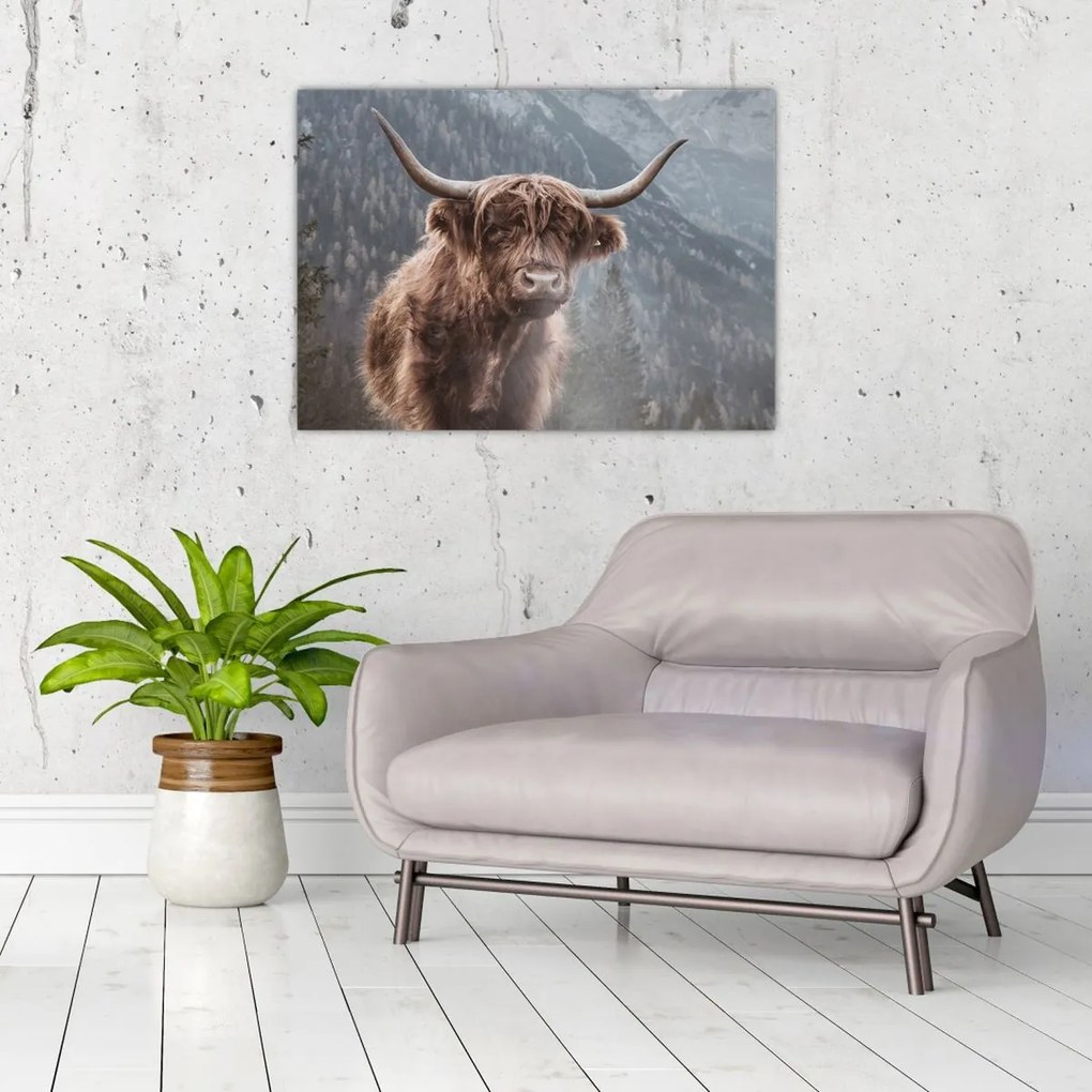 Obraz - Highlander krava (70x50 cm)