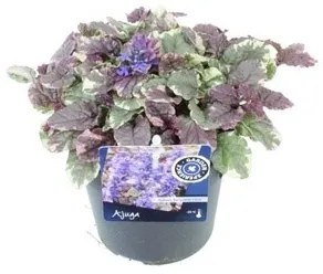 Ajuga reptans 13x25 cm