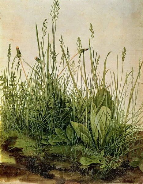 Albrecht Dürer - Umelecká tlač The Great Piece of Turf, 1503, (30 x 40 cm)