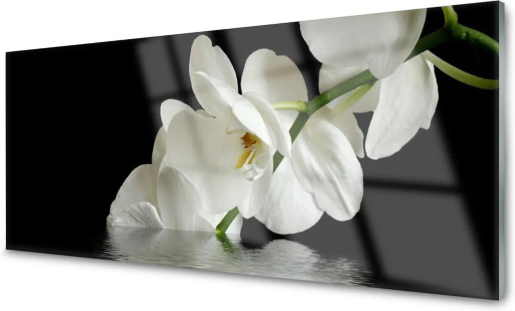 Skleněný obraz Orchidea vo Vode Kvety