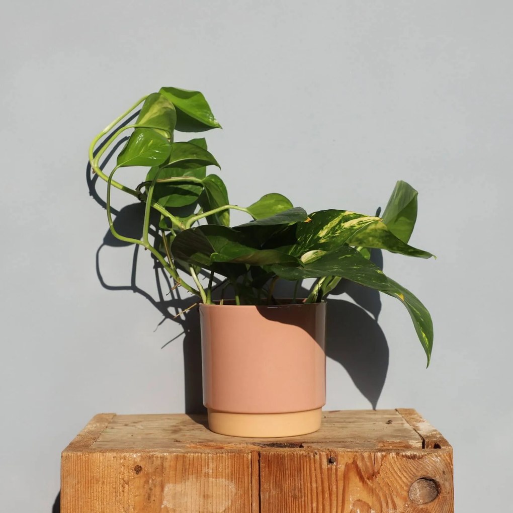 Epipremnum Pothos Aureum zlatý