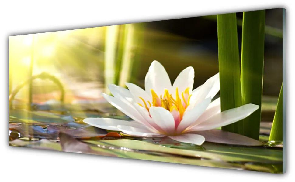 Obraz plexi Kvet vodné lilie 125x50 cm