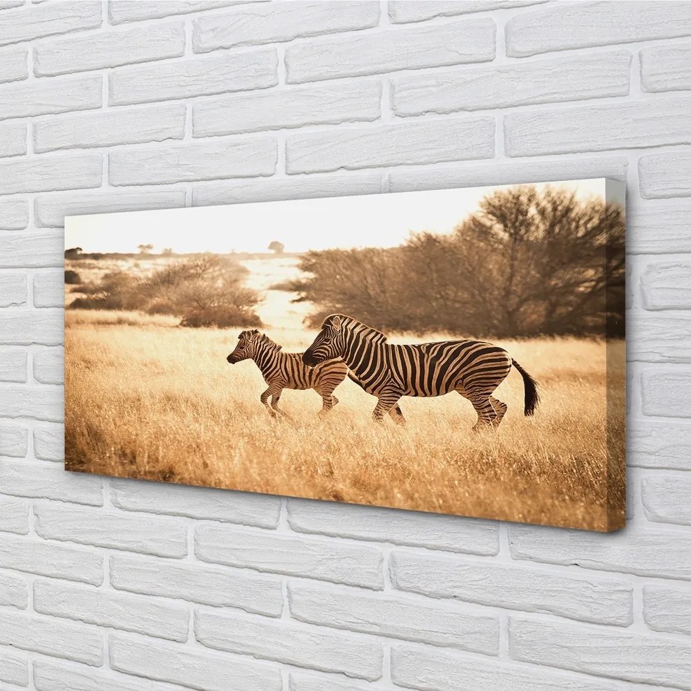 Obraz na plátne Zebra poľa sunset 120x60 cm