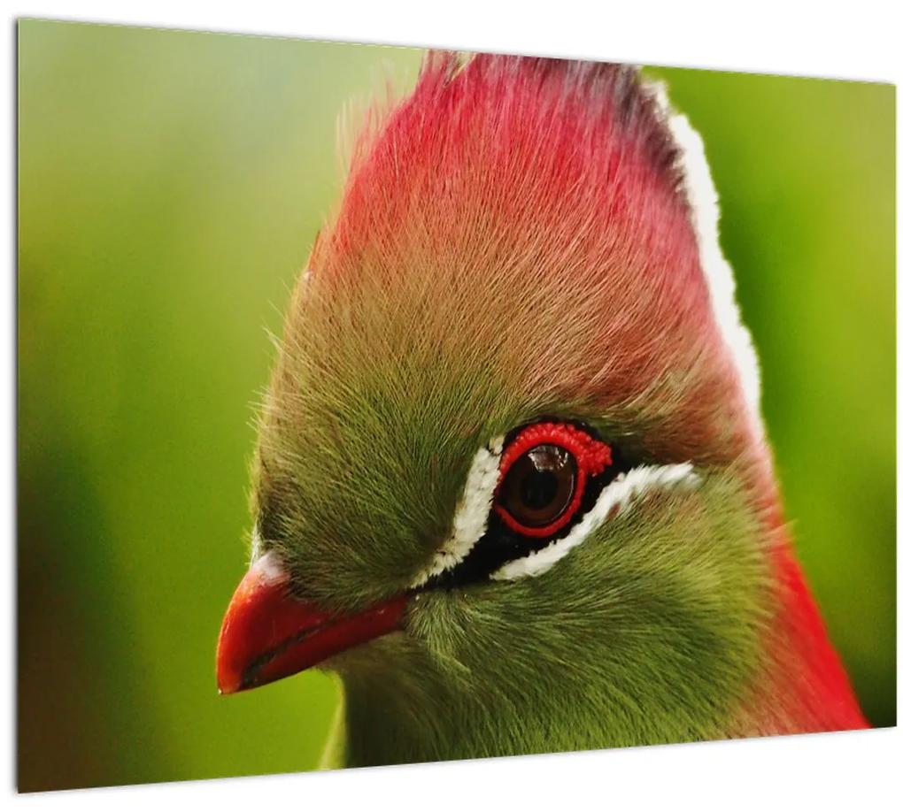 Obraz farebného vtáka (70x50 cm)