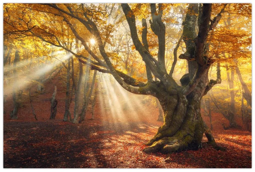 Obraz - Jesenný svit (90x60 cm)