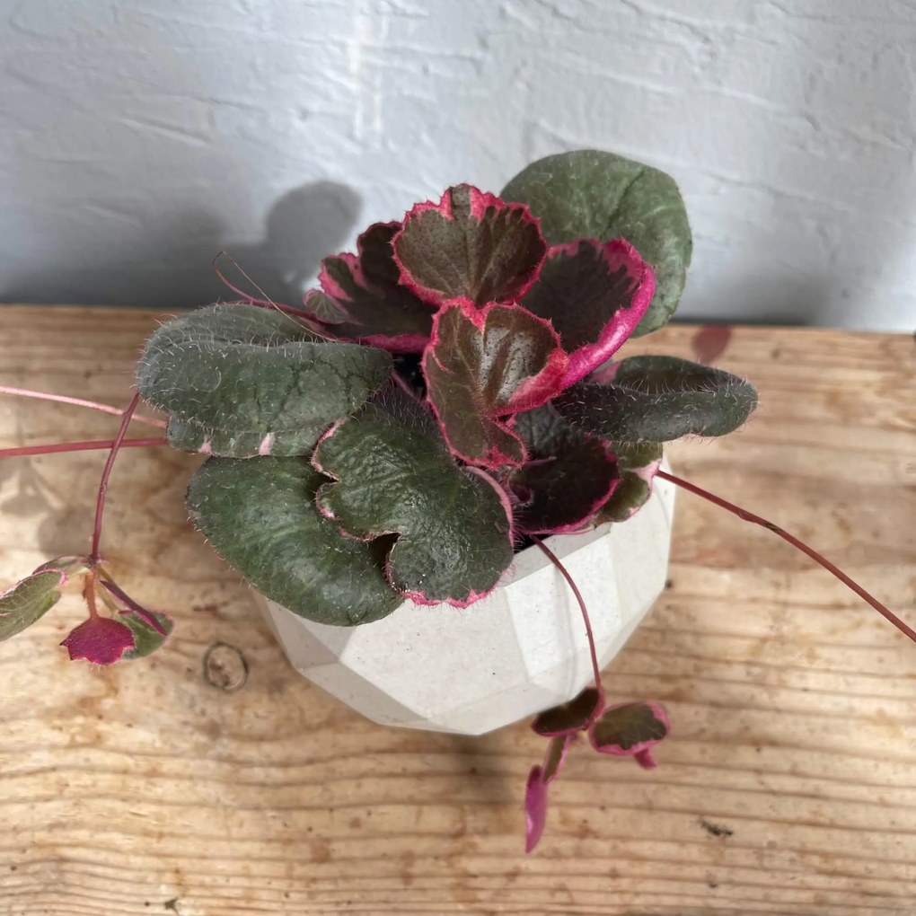 Saxifraga Stolon baby