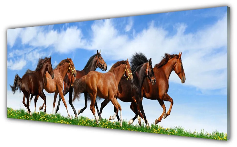 Obraz plexi Cválajúci kone na pastvine 125x50 cm