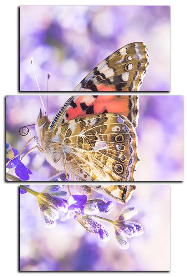 Obraz na plátne - Motýľ na levandule - obdĺžnik 7221C (105x70 cm)