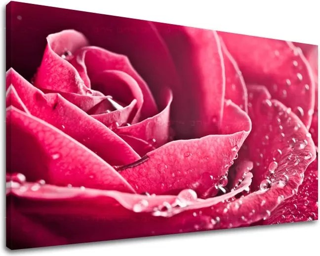 Obraz na stenu KVETY KV008E11 - 60x90 cm