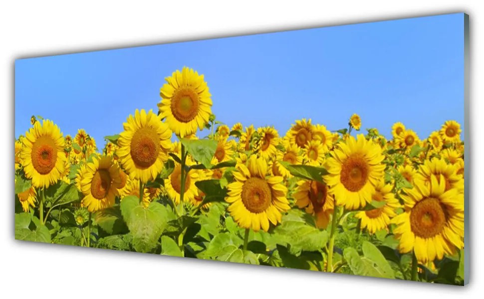 Obraz na akrylátovom skle Slnečnica kvet rastlina 125x50 cm