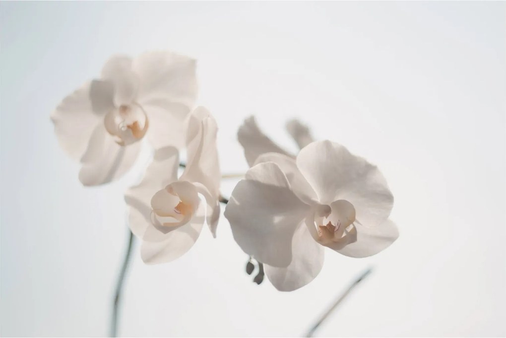 Obraz bielej orchidey (90x60 cm)