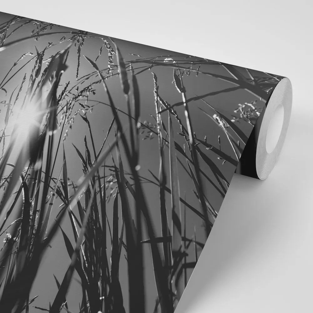 Samolepiaca fototapeta čiernobiela poľná tráva - 300x200