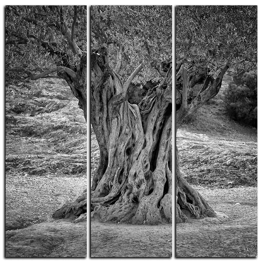 Obraz na plátne - Starý olivovník - štvorec 3181QB (105x105 cm)