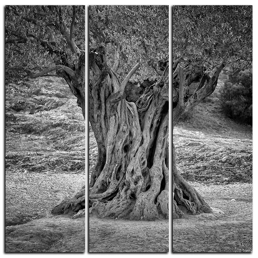 Obraz na plátne - Starý olivovník - štvorec 3181QB (75x75 cm)