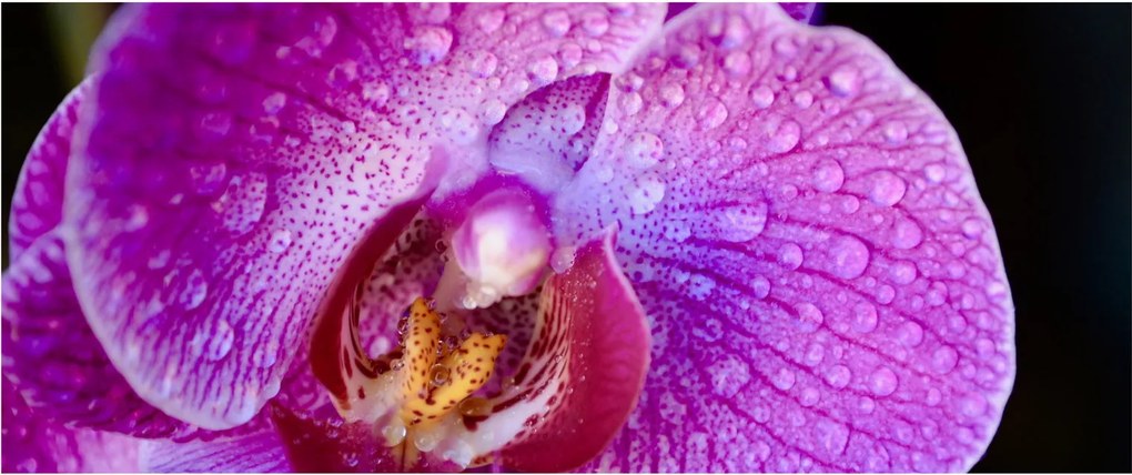 Detailný obraz kvetu orchidey (120x50 cm)
