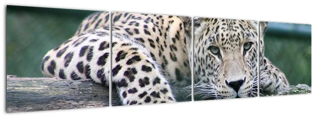 Obraz leopard