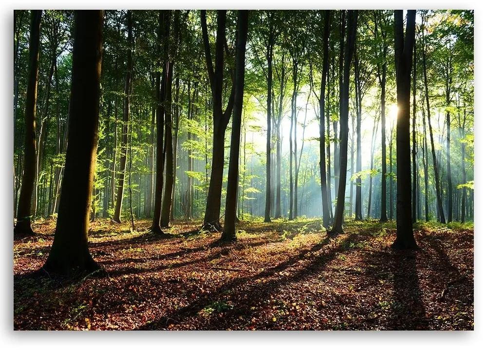 Obraz na plátně Pohled na zelený les Příroda - 90x60 cm