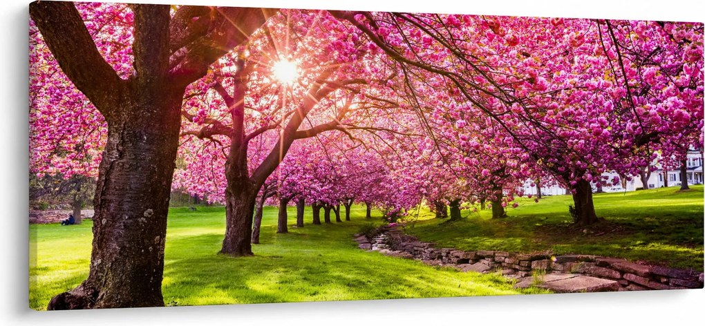 Obraz rozkvitnutých čerešní, Hurd Park, Dover, New Jersey (120x50 cm)