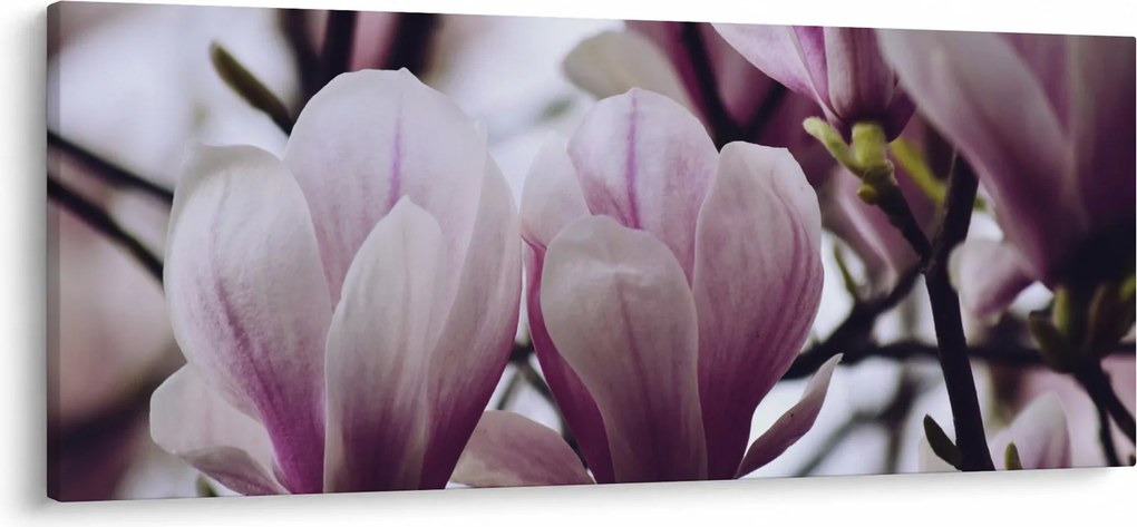 Obraz - Magnolie (120x50 cm)
