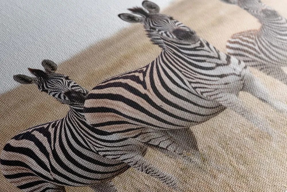 Obraz tri zebry v savane