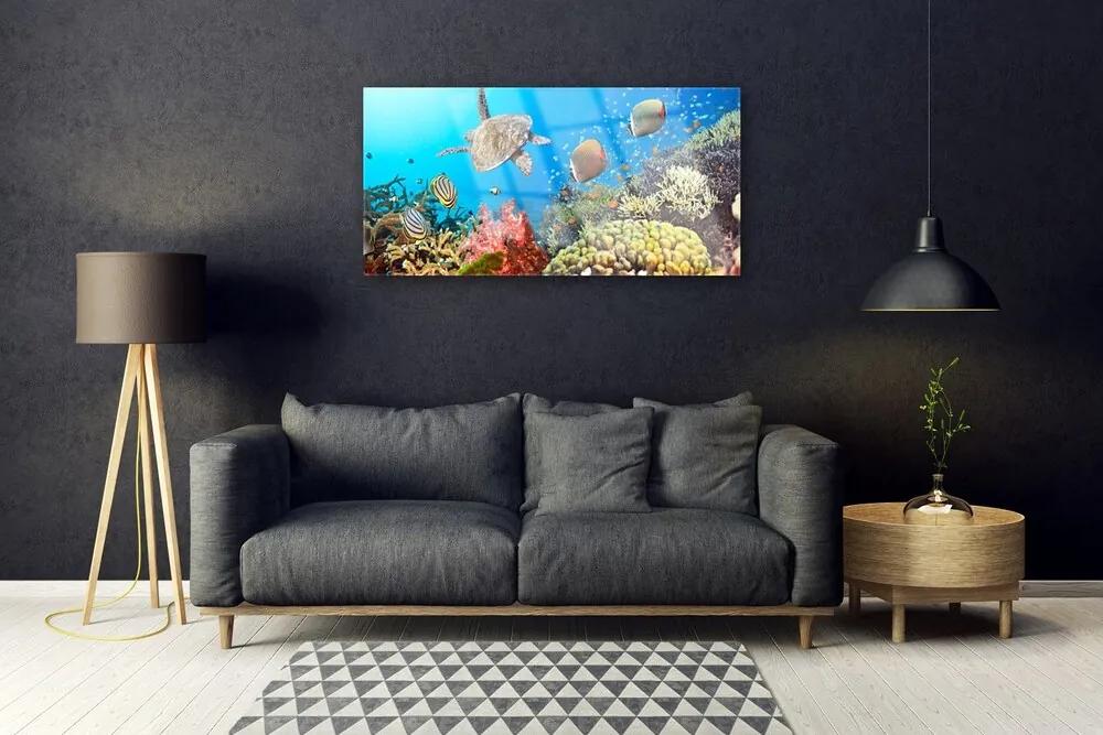 Obraz na akrylátovom skle Koralový útes krajina 100x50 cm