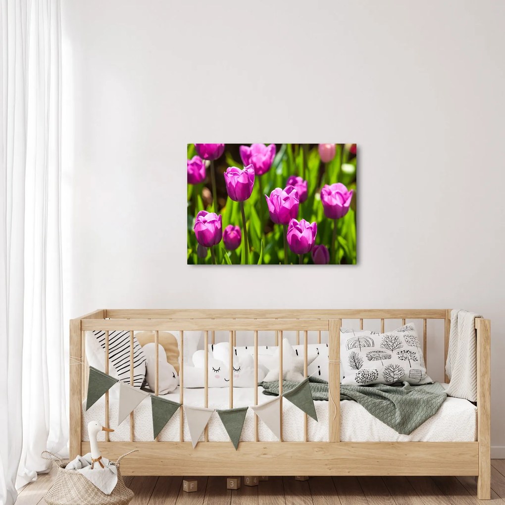 Obraz tulipánov na lúke (70x50 cm)
