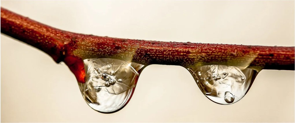 Obraz kvapiek na vetve (120x50 cm)