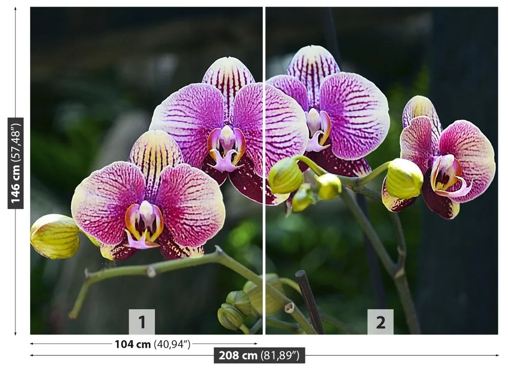 Fototapeta Vliesová Fialová orchidea 104x70 cm